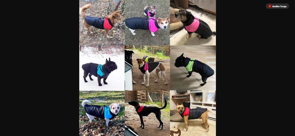 Manteau d'Hiver Imperméable pour Chien